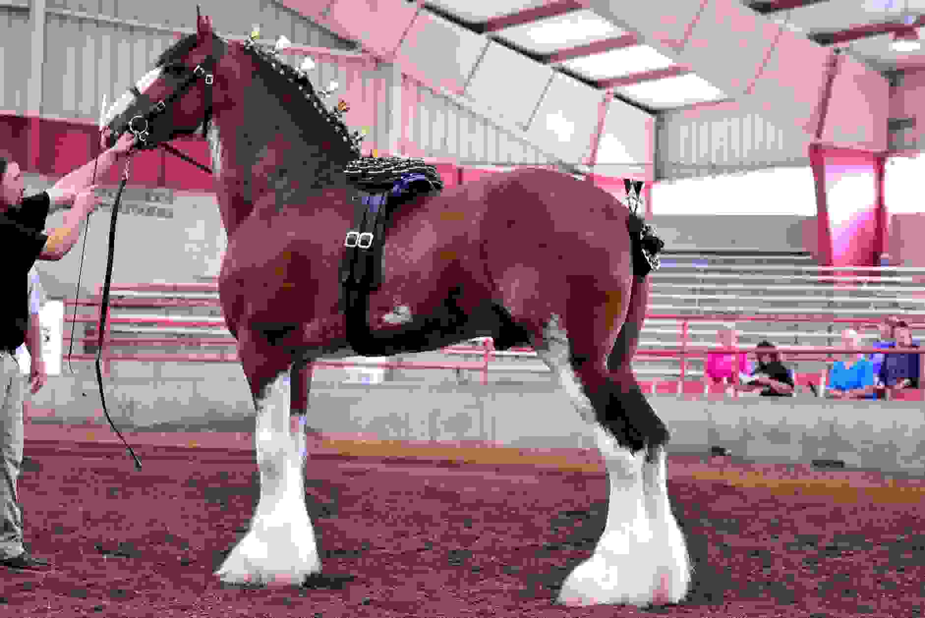 Clydesdale Stallions Wisconsin Draft Horse Association